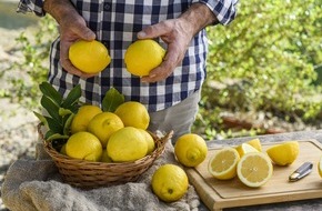 Lemon from Spain: Cinq citrons frais exportés sur dix sont d’origine européenne