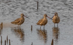 Neues aus dem Pelican State: Louisiana präsentiert neuen Leitfaden für Vogelbeobachtungen