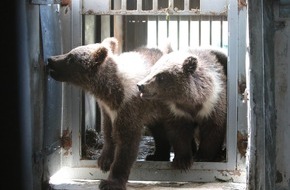 VIER PFOTEN - Stiftung für Tierschutz: QUATRE PATTES offre un nouveau foyer à trois oursons exploités en tant qu’attraction touristique en Ukraine
