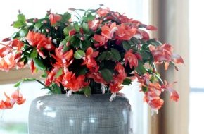 Blumenbüro: Weihnachtskaktus ist Zimmerpflanze des Monats November / Farbenfroher Muntermacher: Der Weihnachtskaktus