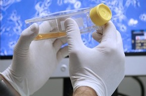 Schweizerischer Nationalfonds / Fonds national suisse: SNF: Bild des Monats März 2006: Einsatzbereich fürs Tissue Engineering von Knorpelgewebe entdeckt