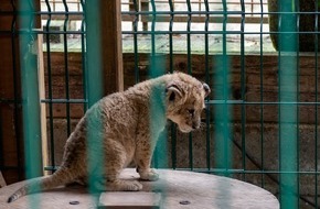 VIER PFOTEN - Stiftung für Tierschutz: Grosskatzen mit Camembert und Schlagrahm gefüttert: Behörden beschlagnahmen 14 Löwen und Tiger von Fake-Tierschutzzentrum bei Paris