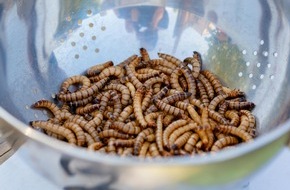 Berner Fachhochschule (BFH): Communiqué de presse : Des insectes dans un burger ? Seulement si c’est bon !
