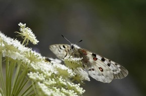 Universität Osnabrück: Fahrplan zum globalen Insektenschutz: Internationales Forscherteam mit Beteiligung der Universität Osnabrück stellt Maßnahmen vor