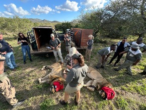 Thanda Safari begrüsst 2 Könige - 20 Jahre Wildtierschutz: Löwenpopulation weiter gestärkt