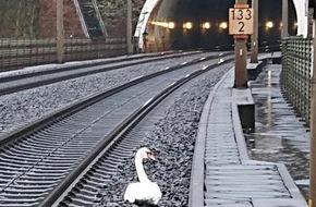 Bundespolizeiinspektion Kassel: BPOL-KS: Trauernder Schwan sorgt für Zugverspätungen