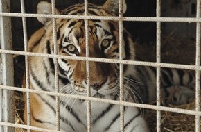 VIER PFOTEN - Stiftung für Tierschutz: QUATRE PATTES sauve les derniers tigres de cirque de Slovaquie