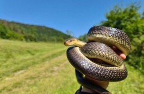 Hessisches Landesamt für Naturschutz, Umwelt und Geologie: Äskulapnatter erstmalig im Wetteraukreis nachgewiesen