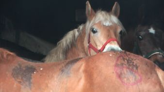 Polizeiinspektion Harburg: POL-WL: Pferdetransport gestoppt - massive Verstöße gegen den Tierschutz