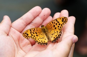 Global Nature Fund: Appell an die Bundesregierung: Stellen Sie die Ampel für den Insektenschutz auf Grün!