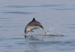 18. Mai | Internationaler Tag des Ostsee-Schweinswals: Schauspieler Doğuhan Kabadayı und Whale and Dolphin Conservation fordern effektiven Schutz für die letzten Schweinswale