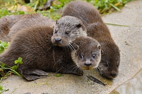 Faschingsferien im Wildparadies Tripsdrill