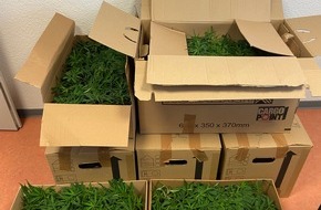 Hauptzollamt Osnabrück: HZA-OS: Osnabrücker Zoll findet 1.232 Cannabispflanzen im Kofferraum