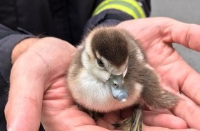 Feuerwehr Düsseldorf: FW-D: Tierischer Einsatz für die Feuerwehr Düsseldorf