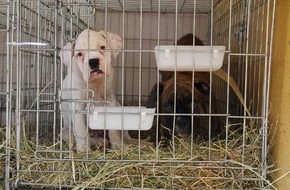 VIER PFOTEN - Stiftung für Tierschutz: Welpenmafia: VIER PFOTEN warnt vor illegalem Hundehandel! (BILD)