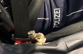 Polizei Düsseldorf: POL-D: Tierischer Einsatz - Polizei rettet jungen Singvogel - Bild hängt an