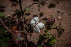 Aid by Trade Foundation Joins International Alliance for Sustainable Cotton Production in Chad