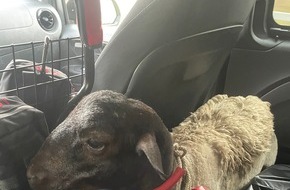 Polizei Köln: POL-K: 250627-3-K/BAB: Erfolgreiche Tierrettung - Autofahrer sichern Schaf auf der BAB 1 und übergeben es der Polizei
