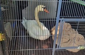 Bundespolizeiinspektion Kaiserslautern: BPOL-KL: Bundespolizei rettet erneut einen Schwan in Not