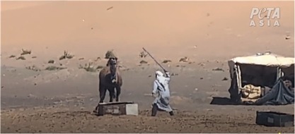 PETA Deutschland e.V.: Video: Kamele geschlagen, gefesselt und getötet: Neue Recherche von PETA Asien deckt Tiermisshandlungen in Marokkos Tourismusindustrie auf