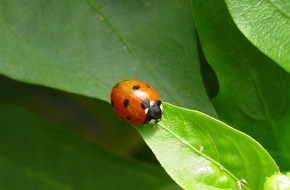 CuteSolar: Grüne Revolution - Milliarden Insekten, Spinnentiere und Milben sorgen in Andalusien für gesundes Obst und Gemüse für Europa