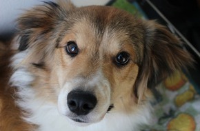 VIER PFOTEN - Stiftung f&uuml;r Tierschutz: Zeitumstellung im Fr&uuml;hling