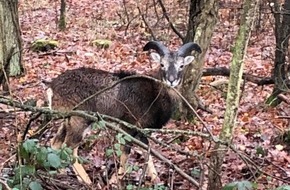 Polizeidirektion Neustadt/Weinstraße: POL-PDNW: Mufflon im Pfälzer Wald