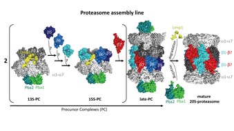 Universit&auml;t zu K&ouml;ln: Flexibel montiert: Alternative Wege in der Proteasom-Biogenese entschl&uuml;sselt