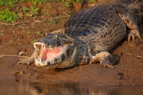 Gefahr für Jogis Jungs: Die Top 8 der wildesten Tiere Brasiliens