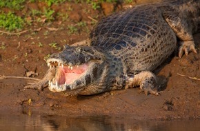 Nat Geo Wild: Gefahr für Jogis Jungs: Die Top 8 der wildesten Tiere Brasiliens