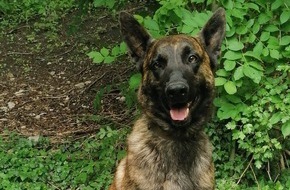 Polizei Bielefeld: POL-BI: Polizeihund Ayko fasst Einbrecher