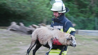 FW Celle: Celler Feuerwehr übt Tierrettung