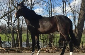 Polizeiinspektion Stade: POL-STD: Unbekannte entwenden hochwertiges Reitpferd in Buxtehude