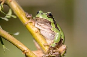 Heinz Sielmann Stiftung: PM: Rettungsprojekt für den Laubfrosch startet im Landkreis Ravensburg