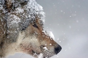 Wildtierschutz Deutschland e.V.: Herabstufung des strengen Schutzes der Wölfe: Appell an Steffi Lemke