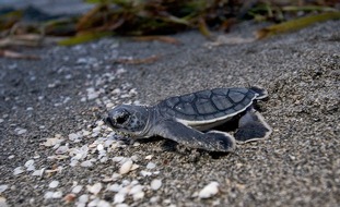 Natur im Fokus: Auf den Bradenton Gulf Islands beginnt die Nistsaison der Meeresschildkr&ouml;ten kurz vor dem Welt-Schildkr&ouml;tentag