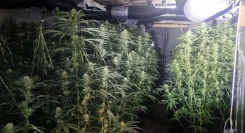 Polizeiinspektion Emsland/Grafschaft Bentheim: POL-EL: Gro&szlig;razzia im Emsland - Indoor-Plantage mit mehreren hundert Cannabispflanzen entdeckt - drei Tatverd&auml;chtige in Untersuchungshaft - Zeugenaufruf