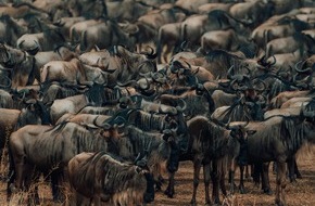 Schaffelhuber Communications: Afrika Safari Spektakel inmitten der Great Migration: Wilderness Usawa Serengeti eröffnet sechs mobile Camps im Serengeti Nationalpark, Tansania