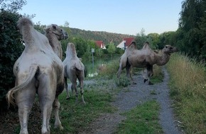 Polizeiinspektion Hameln-Pyrmont/Holzminden: POL-HM: Kamele auf Entdeckungstour
