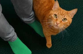 Boehringer Ingelheim: Boehringer Ingelheim startet kostenlose Bluttest-Aktion für Katzen vom 15. Juni bis 15. August 2025