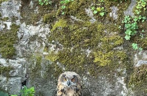 Polizeiinspektion Northeim: POL-NOM: Verletzter Uhu nach Sturz aus dem Nest gerettet
