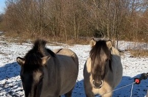 Polizeipr&auml;sidium Offenburg: POL-OG: Offenburg, Rammersweier - Pferd eingefangen - Mit guten Nachrichten ins Wochenende
