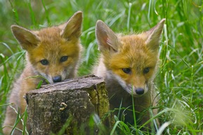 Kindersegen im Wildparadies Tripsdrill