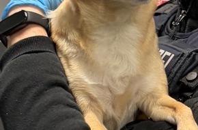 Bundespolizeiinspektion Hamburg: BPOL-HH: Bundespolizei vollstreckt Haftbefehl - Gesamtfreiheitsstrafe 1 Jahr und 6 Monate - Sicherstellung eines Hundes durch Bundespolizei