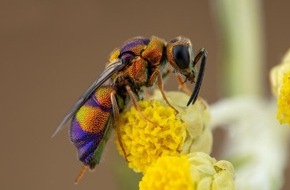 Heinz Sielmann Stiftung: PM Seltene Wildbienen und Wespen: Zwölf neue Arten in der Döberitzer Heide nachgewiesen