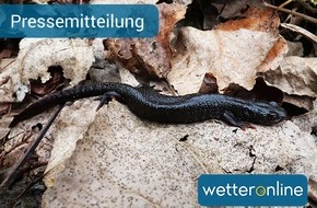 WetterOnline Meteorologische Dienstleistungen GmbH: Krötenwanderung beginnt