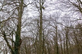 Feuerwehr Porta Westfalica: FW Porta Westfalica: 17.12.2025 - Barkhausen: Absturz Paragleiter / Person aus ca. 20m H&ouml;he gerettet