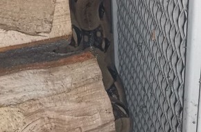 Polizei Homberg: POL-HR: Schwalmstadt-Treysa: Boa Constrictor sucht seinen Besitzer