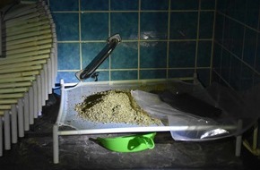 Zollfahndungsamt Essen: ZOLL-E: Drogenanbau vom Keller bis zum Dach
- Zollfahndungsamt Essen hebt Cannabisplantage mit 1.000 Pflanzen aus