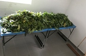 Polizeiinspektion Osnabrück: POL-OS: Bohmte
 - Professionelle IndoorPlantage in Stirpe